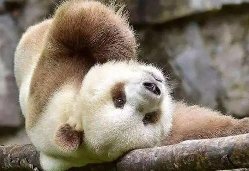 全球僅存棕色大熊貓的皇家生活 陜西保護(hù)下的飼料與關(guān)懷