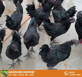 永城市高莊鎮珍寶特種養殖廠 火雞與鴕鳥的孵化養殖及一體化飼料生產體系