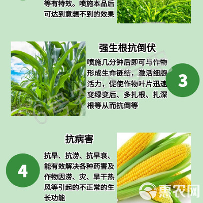 玉米專用葉面肥 科學施用“增產王”與增效劑，實現抗病高產